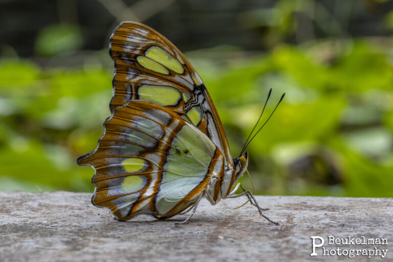 Glasswinged Butterfly